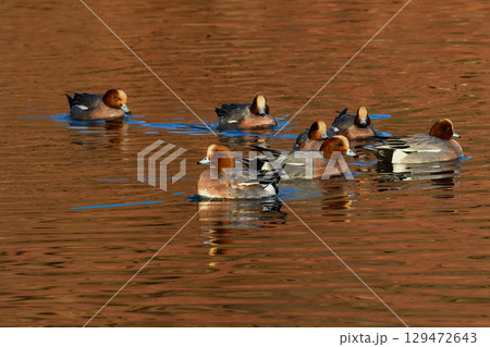 冬から春に身近な公園の池や湖で出会える色鮮やかな赤い頭の美しいカモの仲間、ヒドリガモ 冬から春に身近な公園の池や湖で出会える色鮮やかな赤い頭の美しいカモの仲間、ヒドリガモ 129472643