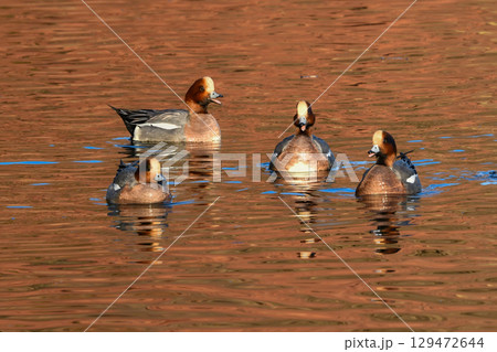 冬から春に身近な公園の池や湖で出会える色鮮やかな赤い頭の美しいカモの仲間、ヒドリガモ 129472644
