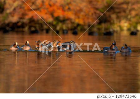冬から春に身近な公園の池や湖で出会える色鮮やかな赤い頭の美しいカモの仲間、ヒドリガモ 129472646
