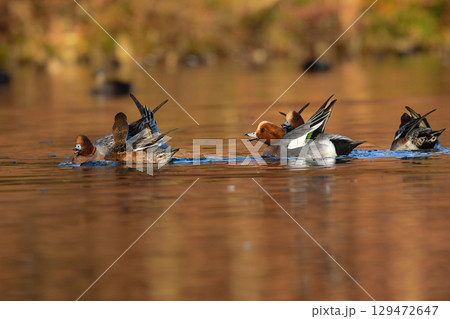 冬から春に身近な公園の池や湖で出会える色鮮やかな赤い頭の美しいカモの仲間、ヒドリガモ 129472647