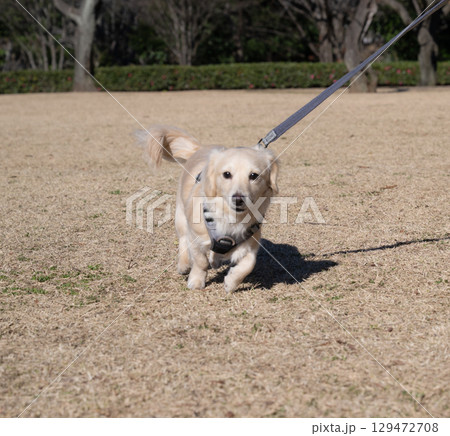 まっすぐにこちらを見つめる犬 129472708