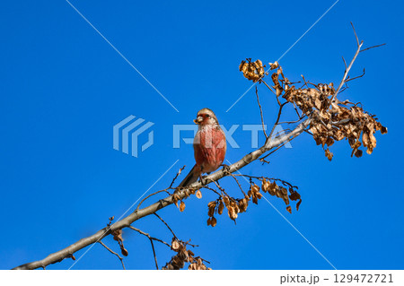 冬から春に身近な公園や雑木林で出会えるワインレッドと白の色鮮やかな美しい小鳥、ベニマシコ 129472721