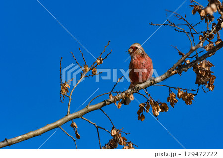 冬から春に身近な公園や雑木林で出会えるワインレッドと白の色鮮やかな美しい小鳥、ベニマシコ 129472722