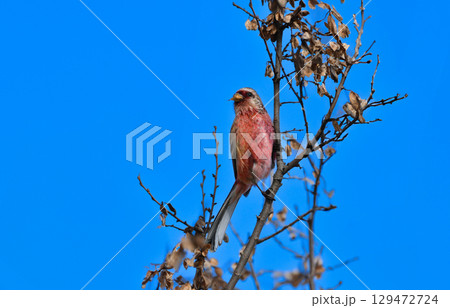 冬から春に身近な公園や雑木林で出会えるワインレッドと白の色鮮やかな美しい小鳥、ベニマシコ 129472724