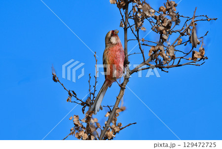 冬から春に身近な公園や雑木林で出会えるワインレッドと白の色鮮やかな美しい小鳥、ベニマシコ 129472725