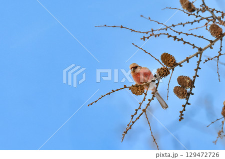 冬から春に身近な公園や雑木林で出会えるワインレッドと白の色鮮やかな美しい小鳥、ベニマシコ 冬から春に身近な公園や雑木林で出会えるワインレッドと白の色鮮やかな美しい小鳥、ベニマシコ 129472726