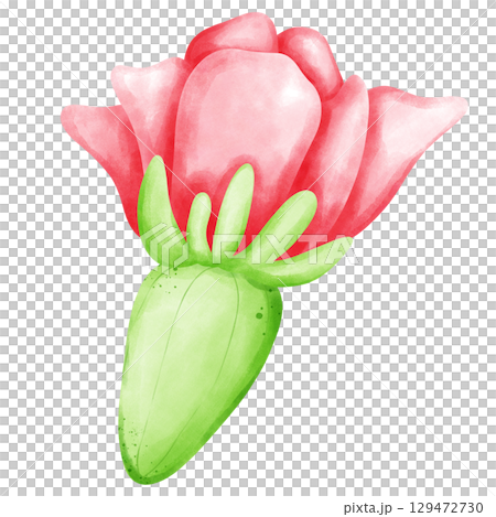 Cactus with flowers 129472730