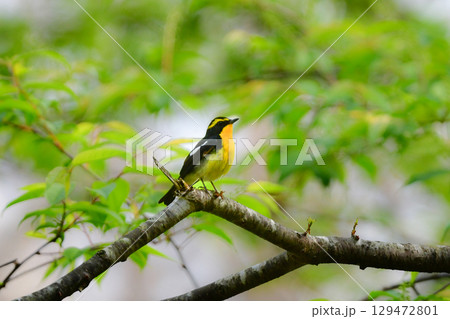 初夏に山で出会える色鮮やかな美しい小鳥、アウトドアで人気のあるキビタキ 129472801