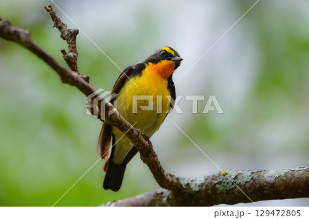 初夏に山で出会える色鮮やかな美しい小鳥、アウトドアで人気のあるキビタキ 129472805