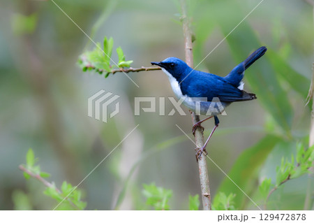 初夏に軽井沢や上高地で出会える色鮮やかな美しい青い小鳥、コルリ 129472878