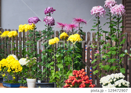 大原 三千院 美しい風景 (京都府京都市左京区) 大原 三千院 美しい風景 (京都府京都市左京区) 129472907