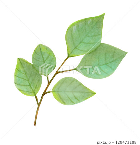 Branch with green leaves of plum fruit. Tropical foliage clipart. Watercolor illustration. Harvesting, production, gardening. Hand drawn isolated art. Greenery for menu design, packaging, recipes. Branch with green leaves of plum fruit. Tropical foliage clipart. Watercolor illustration. Harvesting, production, gardening. Hand drawn isolated art. Greenery for menu design, packaging, recipes. 129473189