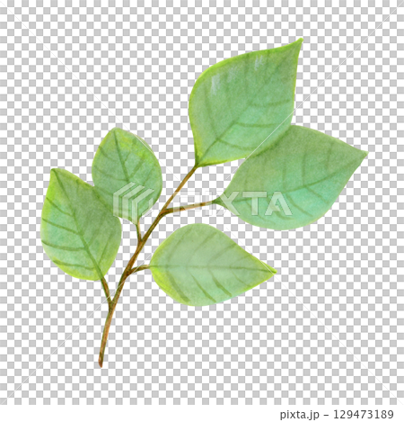 Branch with green leaves of plum fruit. Tropical foliage clipart. Watercolor illustration. Harvesting, production, gardening. Hand drawn isolated art. Greenery for menu design, packaging, recipes. Branch with green leaves of plum fruit. Tropical foliage clipart. Watercolor illustration. Harvesting, production, gardening. Hand drawn isolated art. Greenery for menu design, packaging, recipes. 129473189