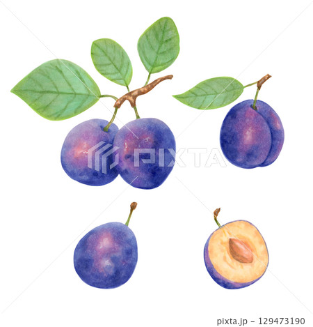 Set of whole and sliced plum fruits with leaves. Watercolor botanical illustration. Fruit clip art for menu design, packaging, recipes. Berry harvest, production. Hand drawn isolated art. 129473190