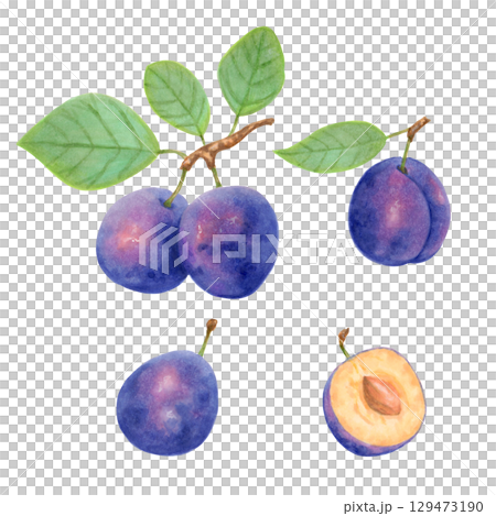 Set of whole and sliced plum fruits with leaves. Watercolor botanical illustration. Fruit clip art for menu design, packaging, recipes. Berry harvest, production. Hand drawn isolated art. 129473190
