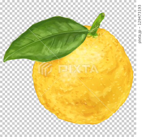 Winter is the season! A realistic illustration of a single yuzu with leaves Winter is the season! A realistic illustration of a single yuzu with leaves 129473193