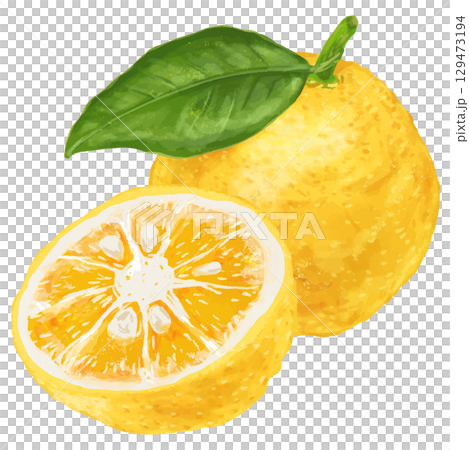 Winter is the season! A realistic illustration of two yuzu fruits 129473194