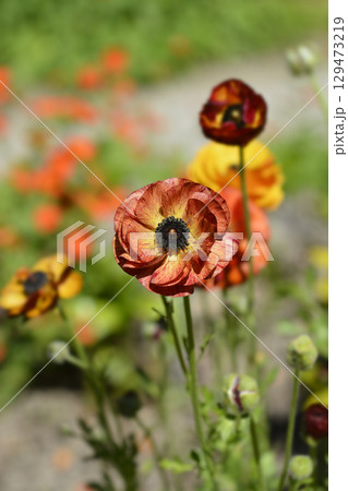 Persian Buttercup 129473219