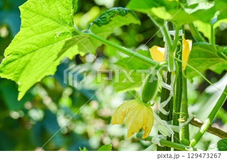家庭菜園の冬瓜 129473267