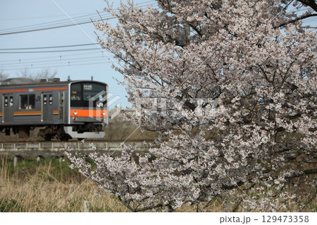 桜と武蔵野線205系 桜と武蔵野線205系 129473358
