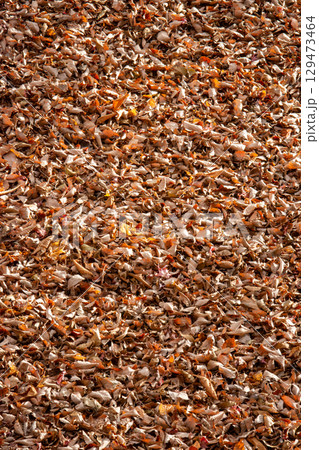 秋の陽光に輝く落ち葉のテクスチャ背景素材 秋の陽光に輝く落ち葉のテクスチャ背景素材 129473464