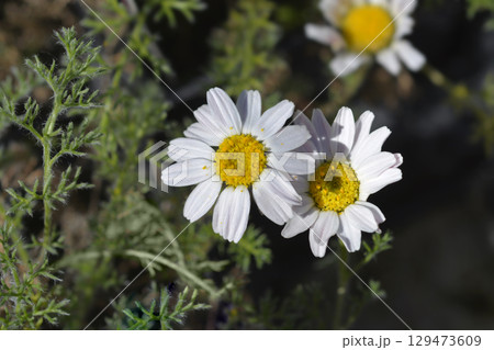Flattened Alexander's foot 129473609