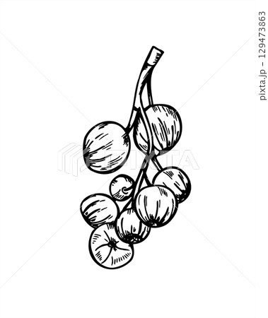 Monochrome currant berries on branch vector illustration. Hand drawn summer harvest realistic graphic sketch. Garden huckleberry line art for healthy food packaging, summer harvest design, poster. 129473863