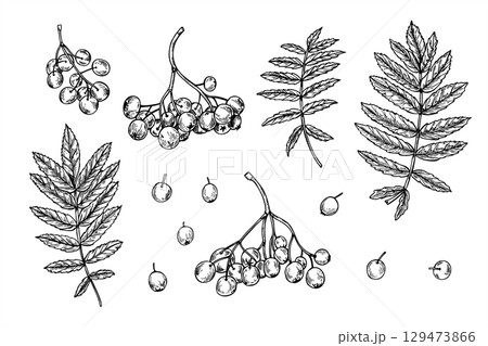 Monochrome vector set of rowan berries in clusters, leaves and separate berries. Hand drawn monochrome mountain ash berry isolated illustration. For herbal medicine packaging, festive decorations. Monochrome vector set of rowan berries in clusters, leaves and separate berries. Hand drawn monochrome mountain ash berry isolated illustration. For herbal medicine packaging, festive decorations. 129473866