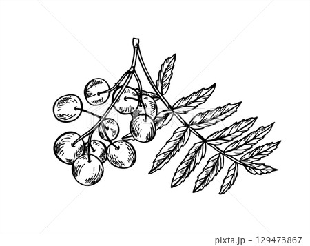 Rowan branch with berry cluster and leaves vector isolated illustration in sketch linear style. Hand drawn monochrome mountain ash berry cluster etching drawing. Autumn winter designs, decoration. 129473867