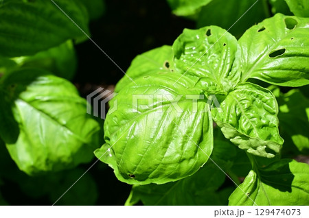 スイートバジル（シソ科）メボウキ属の一年草 129474073