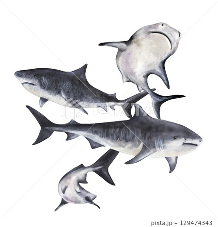 Group of sharks swimming underwater watercolor 129474343