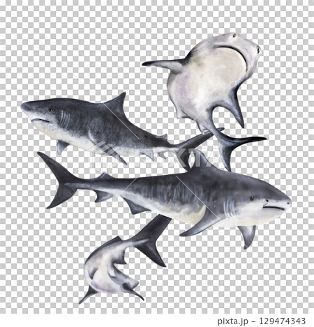 Group of sharks swimming underwater watercolor 129474343