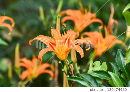 ハマカンゾウ　Japanese Daylily 129474480