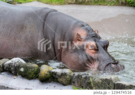 カバ　和歌山　アドベンチャーワールド 129474516