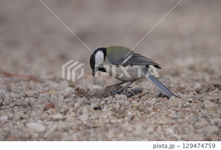 獣毛から巣材を取るシジュウカラ 129474759