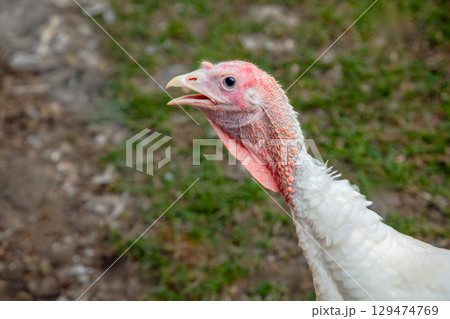 Wild Turkey Head and Neck Close Up Portrait with Red Throat Feathers Farm and Agriculture Scene 129474769