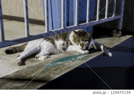 リラックスする野良猫 129475139