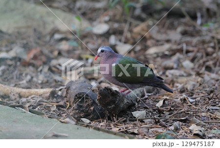 地上に降りたキンバトのオス 地上に降りたキンバトのオス 129475187