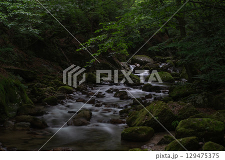 山梨・本谷川の神秘的な渓流。深い森と苔むした岩々の癒やし風景。 山梨・本谷川の神秘的な渓流。深い森と苔むした岩々の癒やし風景。 129475375
