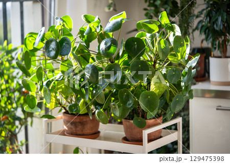 Pilea peperomioides in clay pots, two lush bush of Chinese money plants on cart at home Pilea peperomioides in clay pots, two lush bush of Chinese money plants on cart at home 129475398