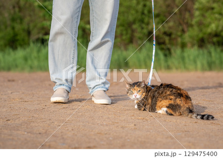 First beacch stroll with hesitant cat on leash. Grumpy distrustful cat lies on shoreline during walk First beacch stroll with hesitant cat on leash. Grumpy distrustful cat lies on shoreline during walk 129475400