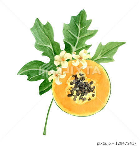 Papaya slice with seeds and flowers watercolor textured illustration isolated on white. The hand-painted tropical fruit clip art is perfect for culinary designs, labels, prints, cards, packages menu 129475417