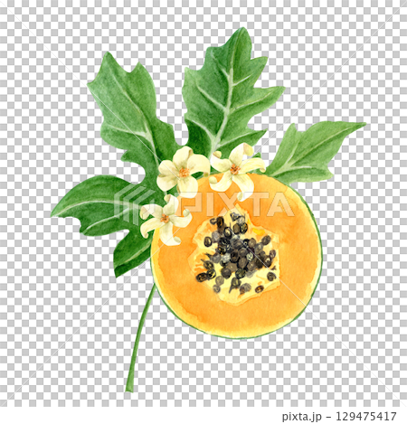 Papaya slice with seeds and flowers watercolor textured illustration isolated on white. The hand-painted tropical fruit clip art is perfect for culinary designs, labels, prints, cards, packages menu 129475417