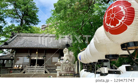 夏まつり花火大会で鉾船を彩った神紋(社紋)入りの提灯が参道脇に並ぶ菅生神社境内〈愛知県岡崎市〉 夏まつり花火大会で鉾船を彩った神紋(社紋)入りの提灯が参道脇に並ぶ菅生神社境内〈愛知県岡崎市〉 129475747