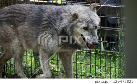 シンリンオオカミ 129475823