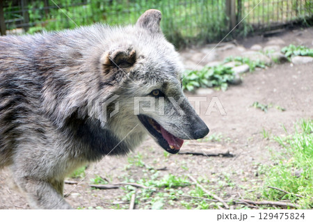 シンリンオオカミ シンリンオオカミ 129475824