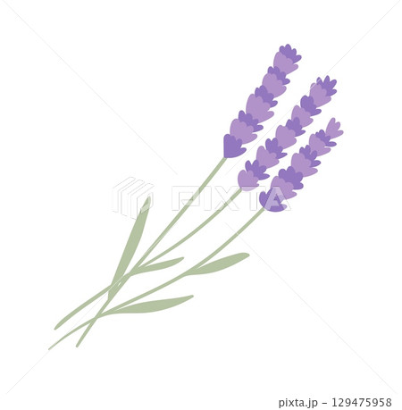 Lavender flowers element on white background. Flat vector illustration 129475958