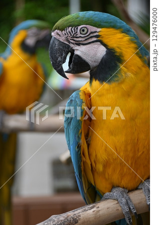 ルリコンゴウインコ 129476000