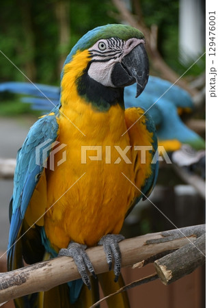 ルリコンゴウインコ 129476001