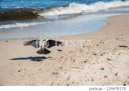 Hooded crow in mid flight over sandy beach near sea waves on a sunny day, symbolizing freedom, wildlife, and coastal nature Hooded crow in mid flight over sandy beach near sea waves on a sunny day, symbolizing freedom, wildlife, and coastal nature 129476178